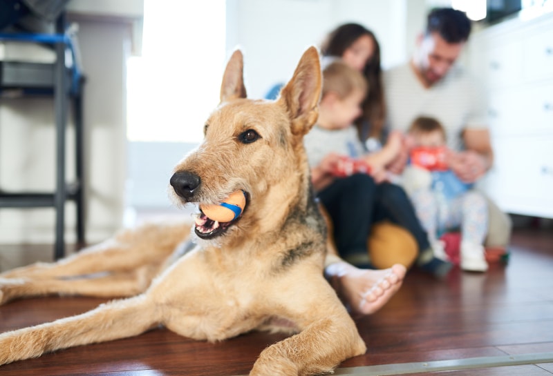 Do Your Pets Damage Your Indoor Air Quality in Piedmont, SC?